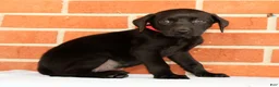 Labrador Retriever dogs for sale: Boba - Ad 8