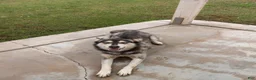 Pitsky dogs for sale: Pitsky 7 - Ad 3