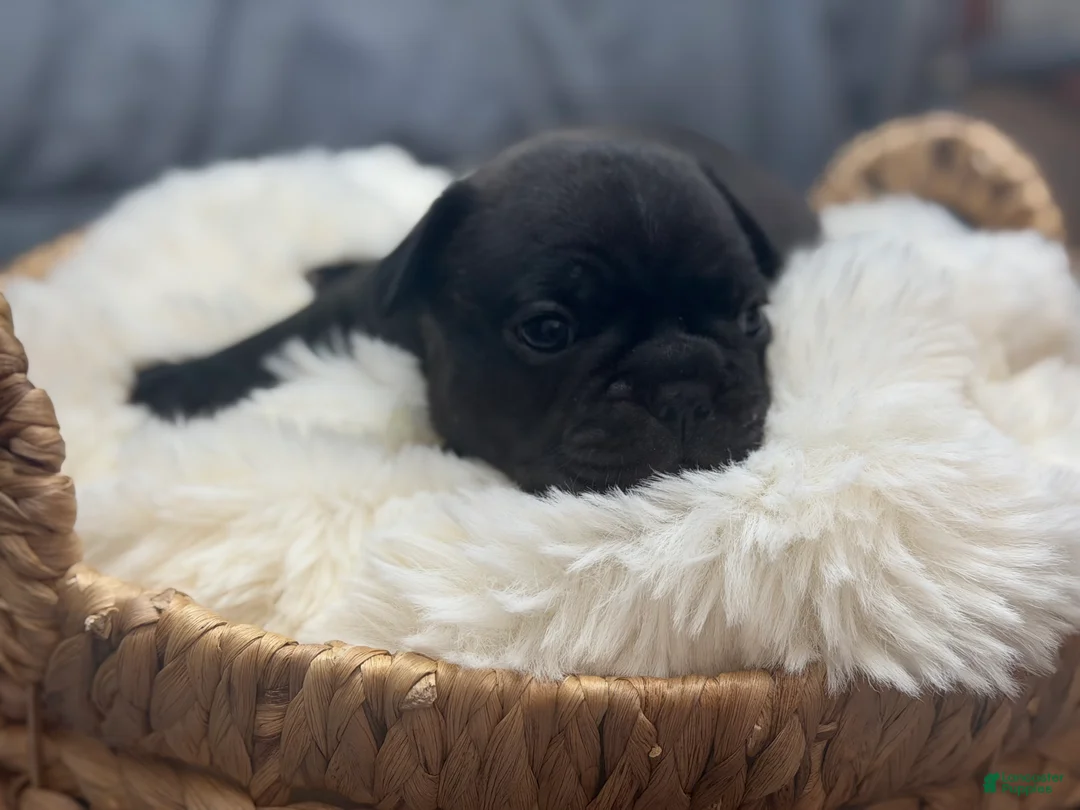 Mixed Breed dogs for sale: Cubbi - Ad 1