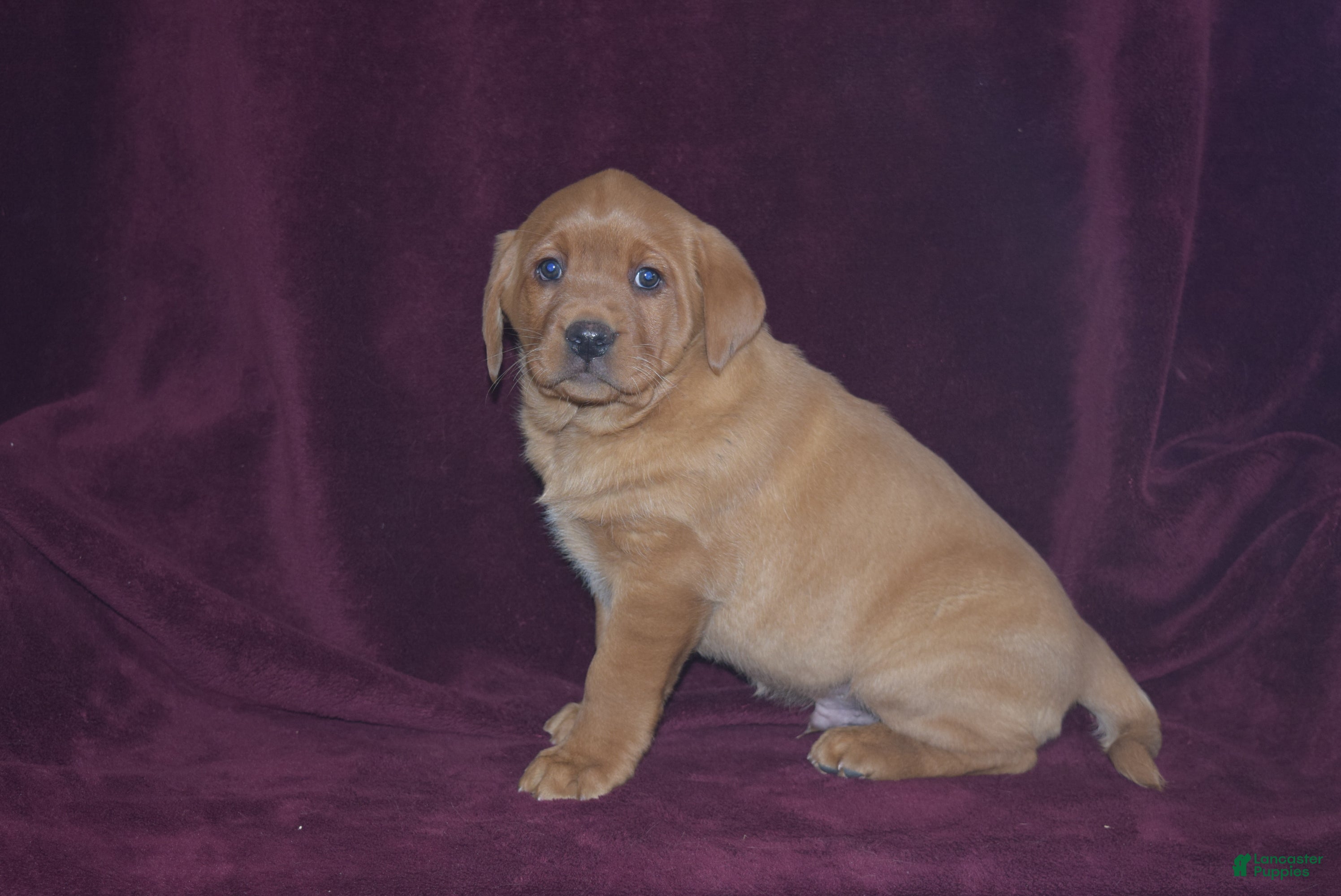 Labrador Retriever dogs Labrador Retriever Puppy 5 - Ad 29