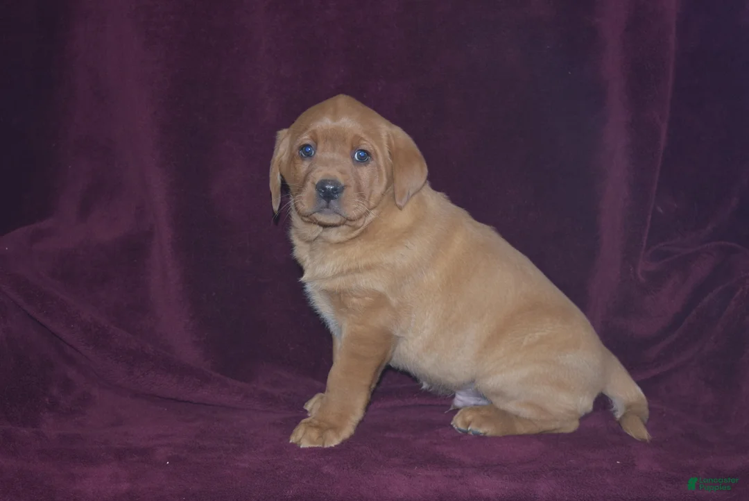 Labrador Retriever dogs for sale: Labrador Retriever Puppy 5 - Ad 1