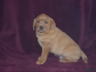 Labrador Retriever dogs Labrador Retriever Puppy 5 - Ad 29