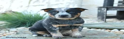 Australian Cattle Dog dogs for sale: Jason - Ad 3