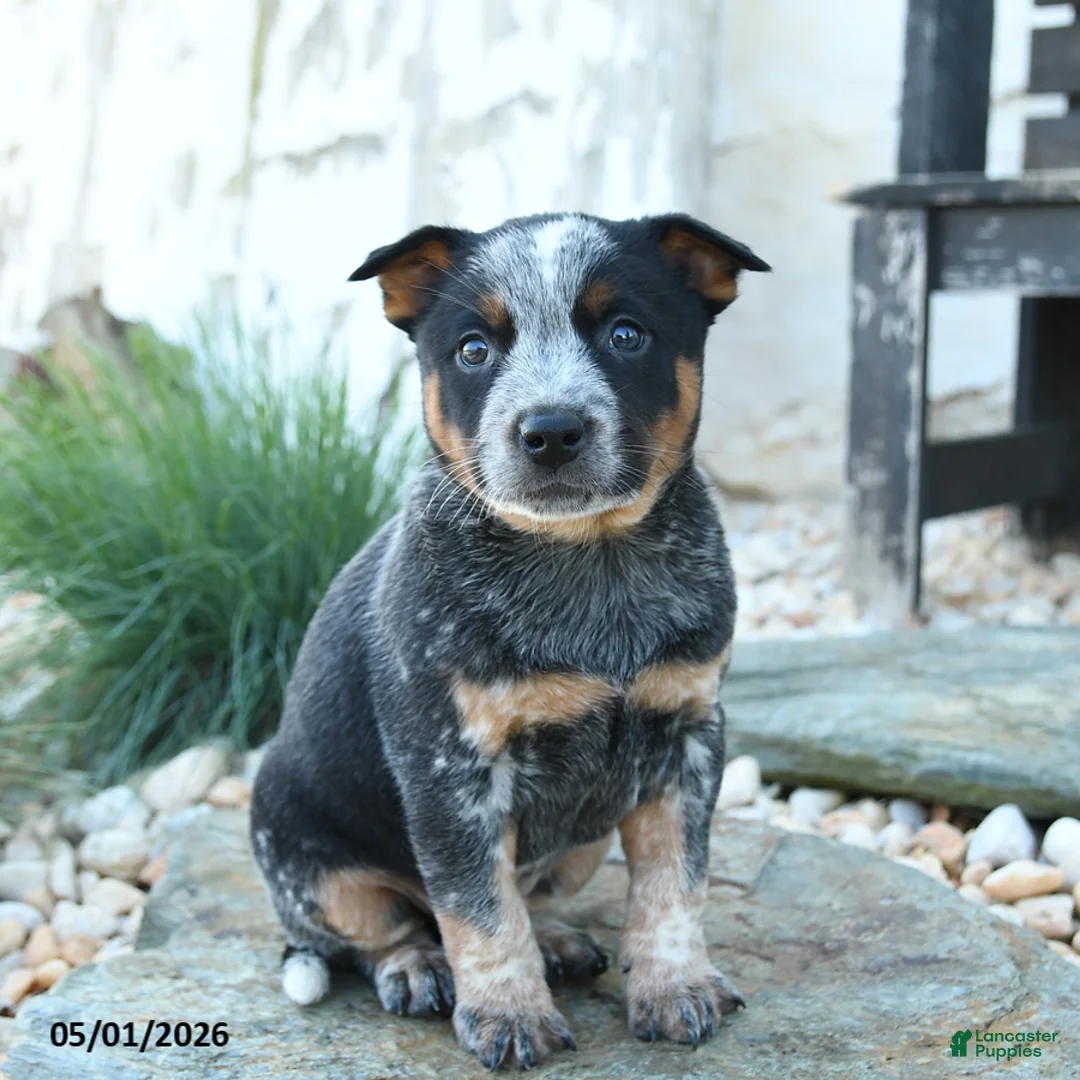 Australian Cattle Dog dogs for sale: Jason - Ad 3