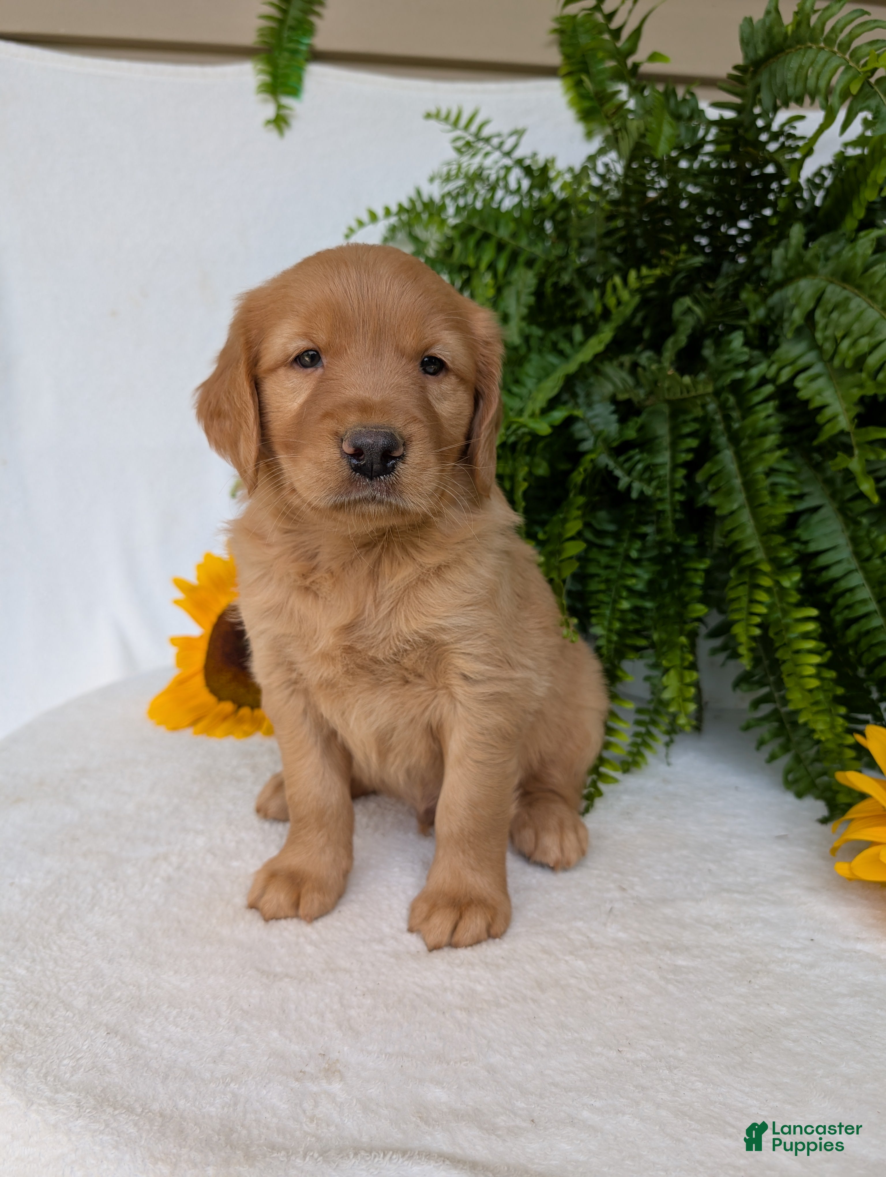Golden Retriever dogs Commet - Ad 2