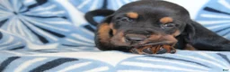 Basset Hound dogs for sale: Mr. James - Ad 3