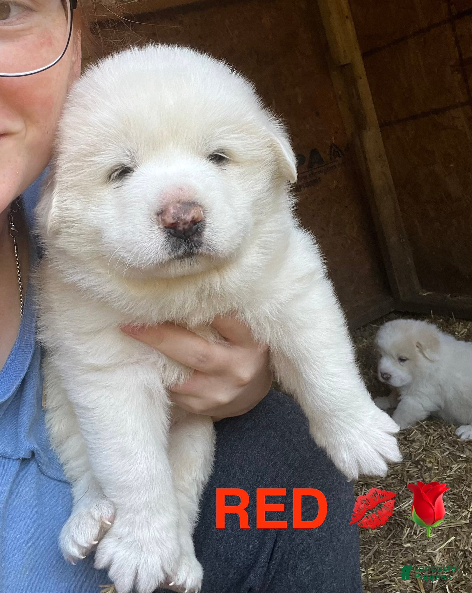 Great Pyrenees dogs Female Red - Ad 1