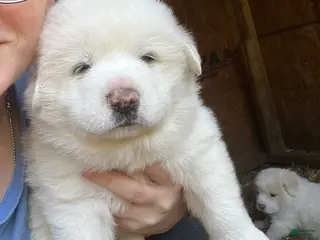 Great Pyrenees dogs for sale: Female Red - Ad 3
