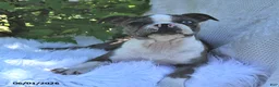 Boston Terrier dogs for sale: Brooklyn - Ad 4