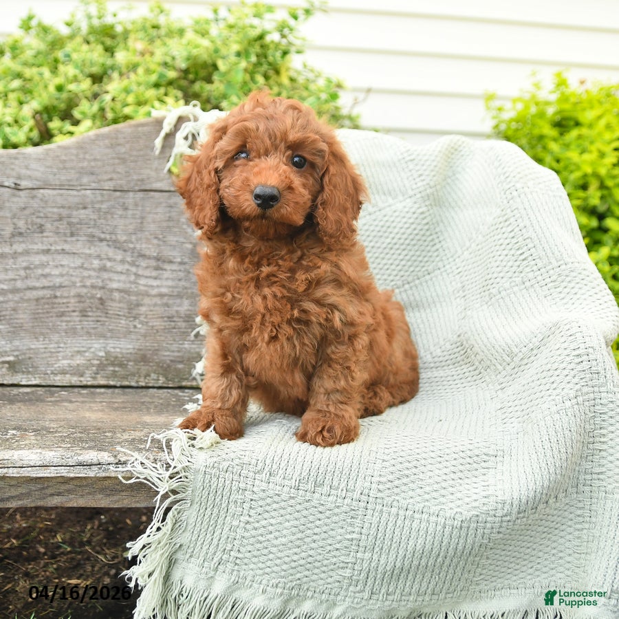 Miniature Poodle dogs Nina - Ad 1