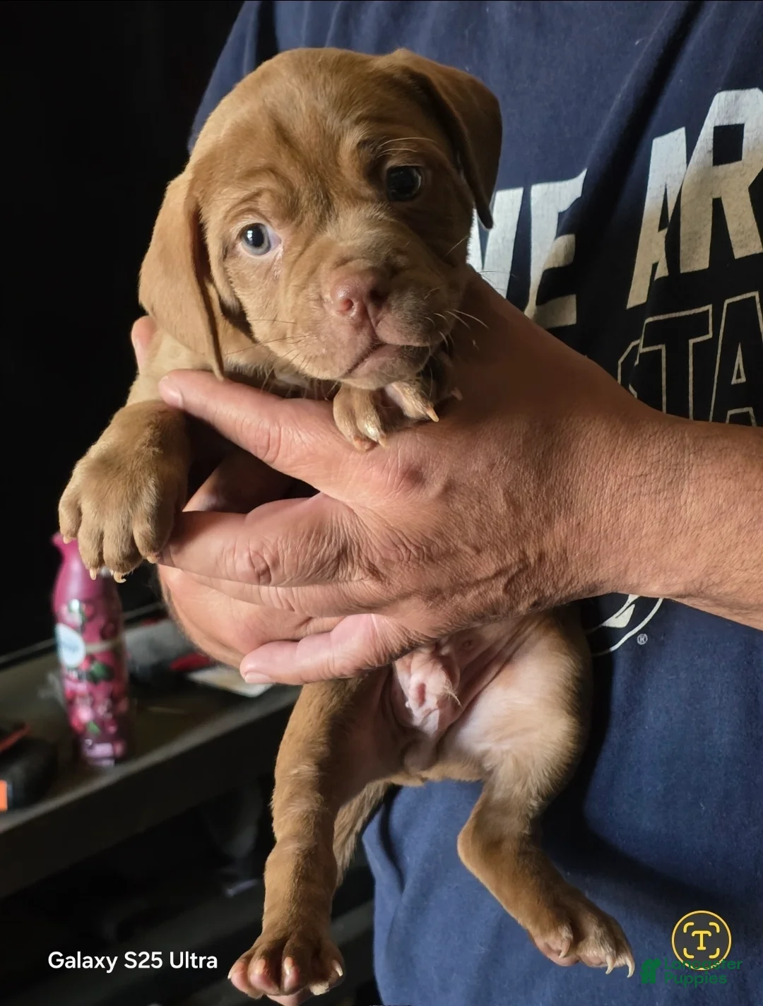 Dogue De Bordeaux dogs for sale: Dogue De Bordeaux Puppy 1 - Ad 1