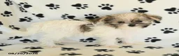 Shorkie dogs for sale: Iron - Ad 5