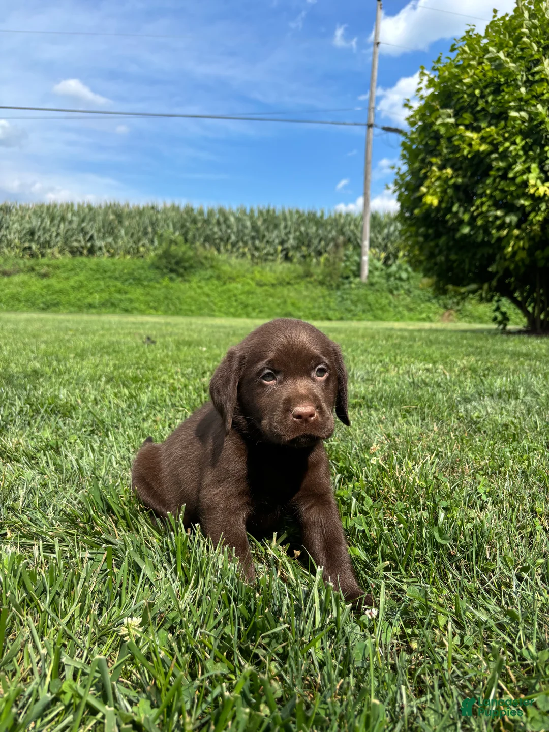 Labrador Retriever dogs for sale: Milo - Ad 2