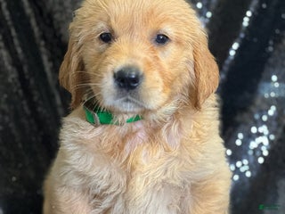 Golden Retriever dogs - Ad 22