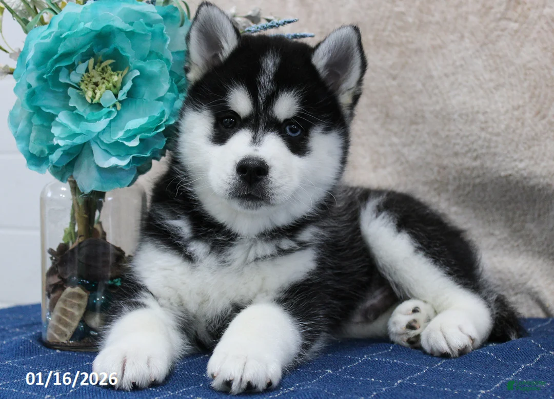 Pomsky dogs for sale: Dash - Ad 1