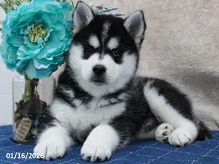 Pomsky dogs Dash - Ad 11