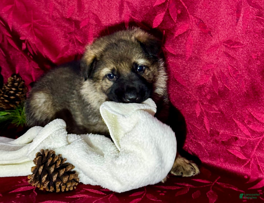 German Shepherd dogs for sale: Dallas - Ad 7