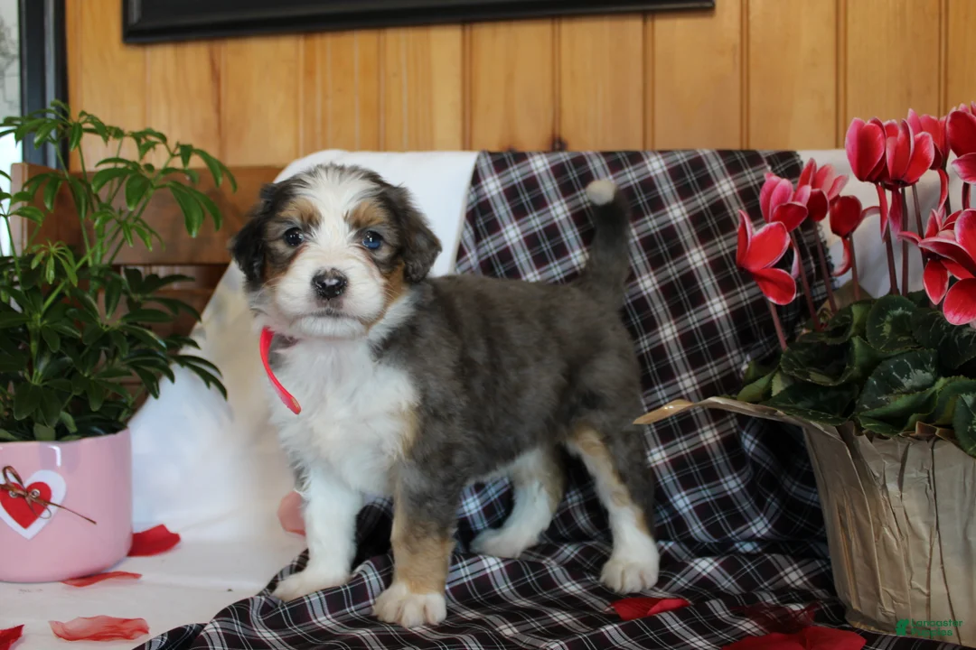 Bernedoodle dogs for sale: Petunia - Ad 3