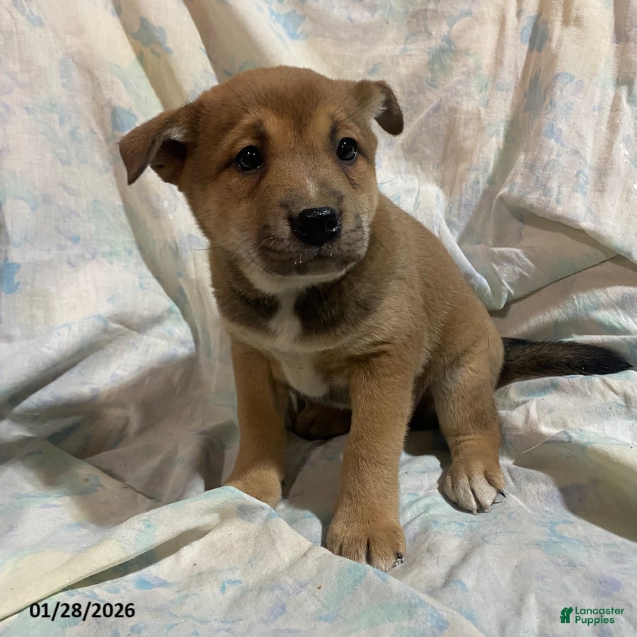 Mixed Breed dogs Pansy - Ad 17