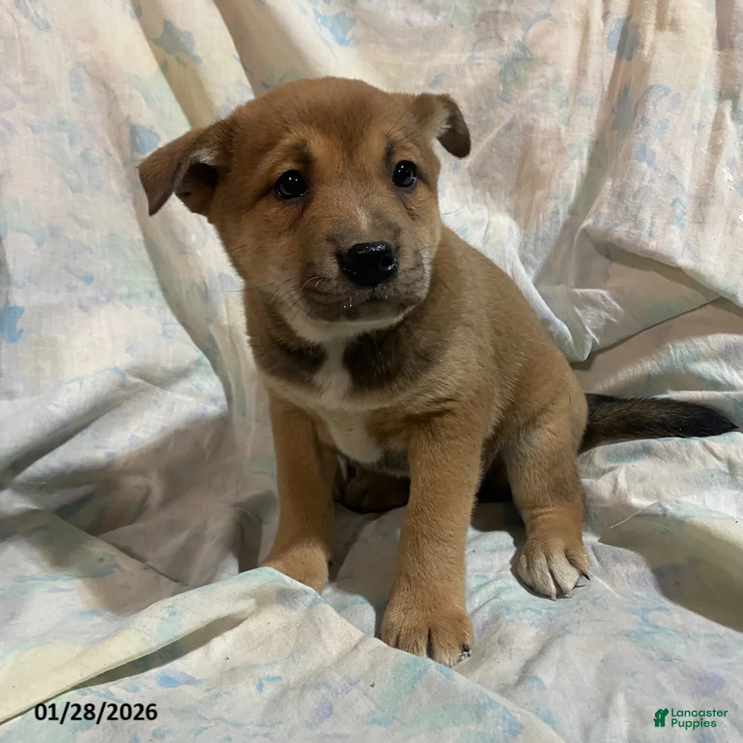 Mixed Breed dogs for sale: Pansy - Ad 1