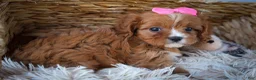Cavapoo dogs for sale: Katie 🎀 - Ad 9