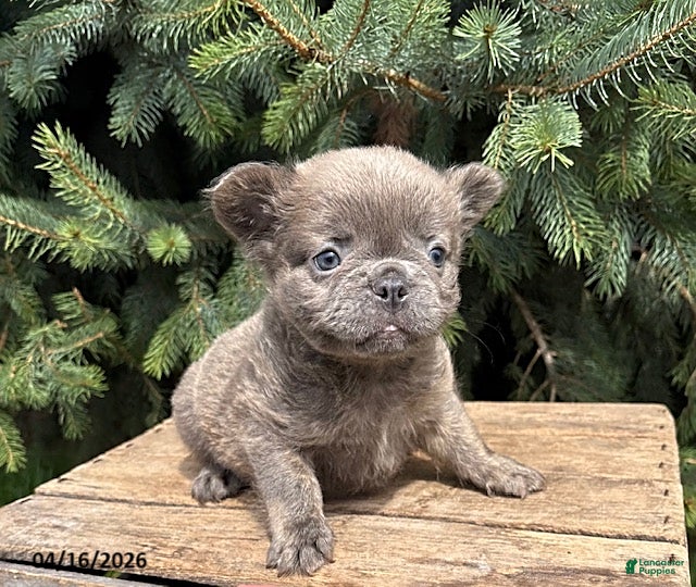 French Bulldog dogs Memphis Fluffy - Ad 2