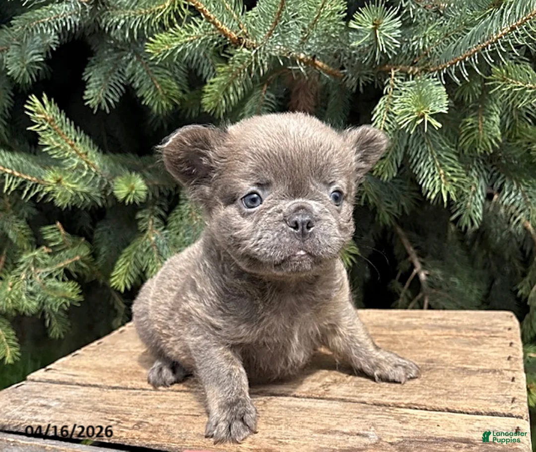 French Bulldog dogs for sale: Memphis Fluffy - Ad 2