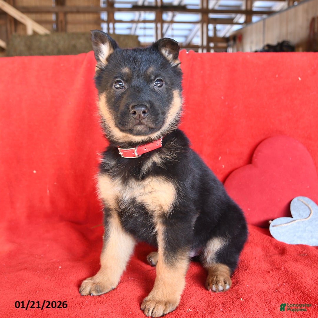 German Shepherd dogs for sale: Jack  - Ad 1
