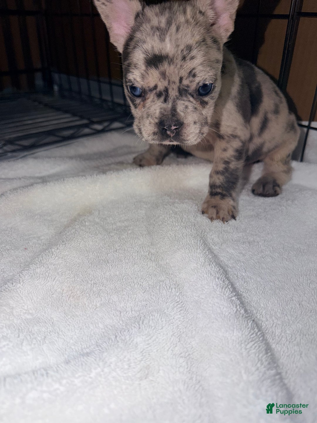 French Bulldog dogs for sale: Diesel - Ad 4