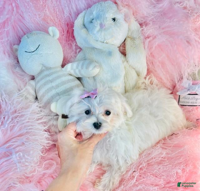 Maltese dogs Maltese 1 - Ad 1