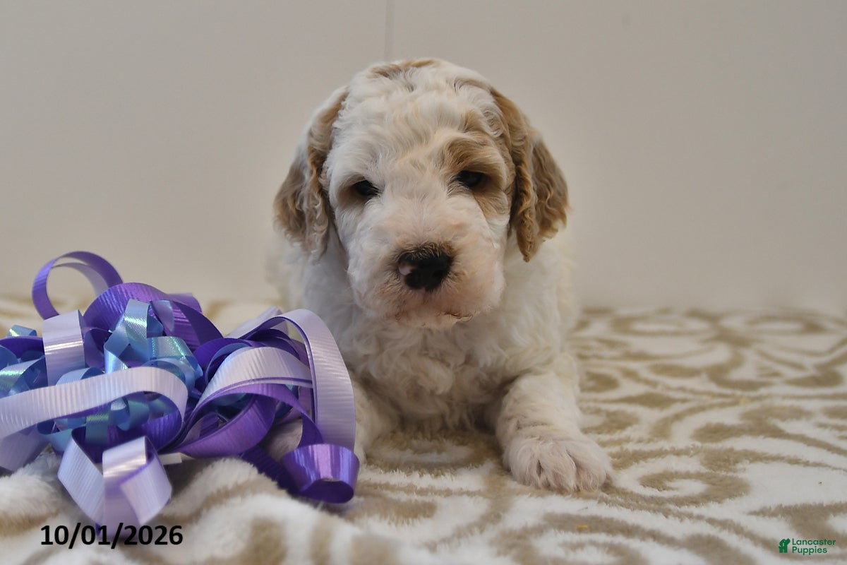 Mini Goldendoodle dogs Buster - Ad 1