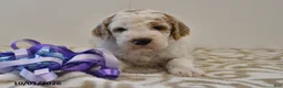 Mini Goldendoodle dogs for sale: Buster - Ad 6