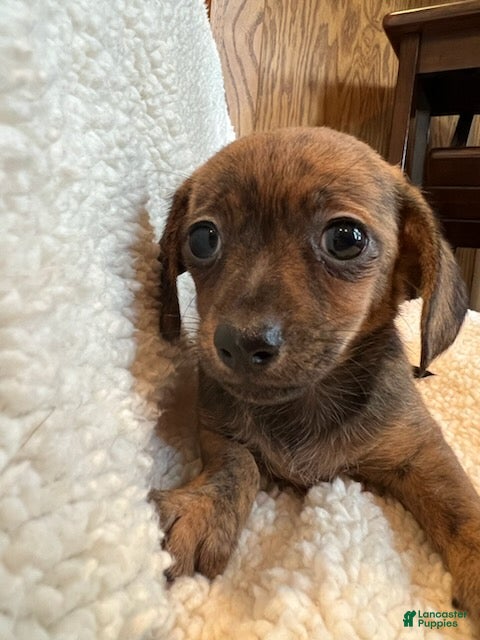 Chiweenie dogs Red brindle  - Ad 2