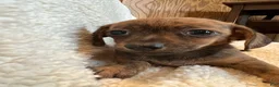 Chiweenie dogs for sale: Red brindle  - Ad 2