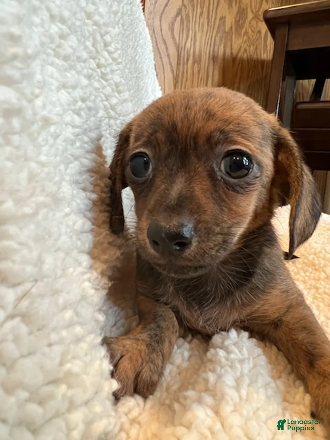 Chiweenie dogs for sale: Red brindle  - Ad 2