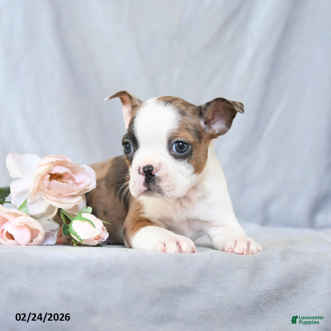 Boston Terrier dogs for sale: Frank  - Ad 2