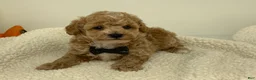 Toy Poodle dogs for sale: Jimmy - Ad 1