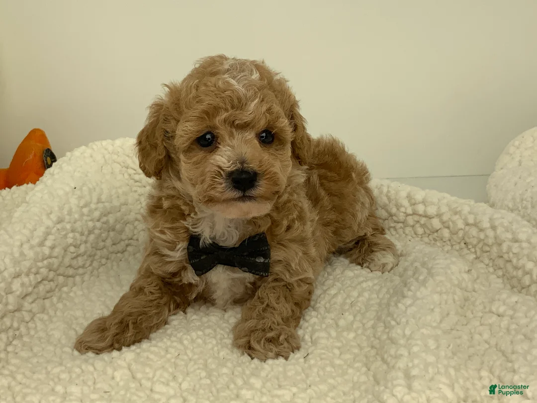 Toy Poodle dogs for sale: Jimmy - Ad 1