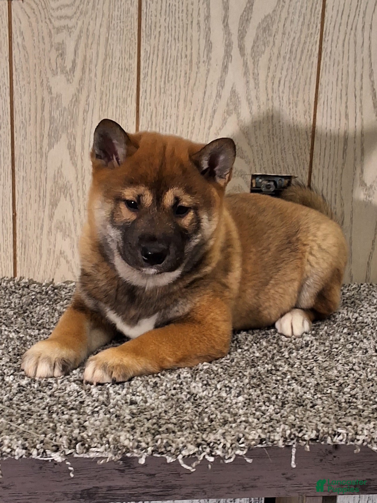 Shiba Inu dogs Ranger  - Ad 1