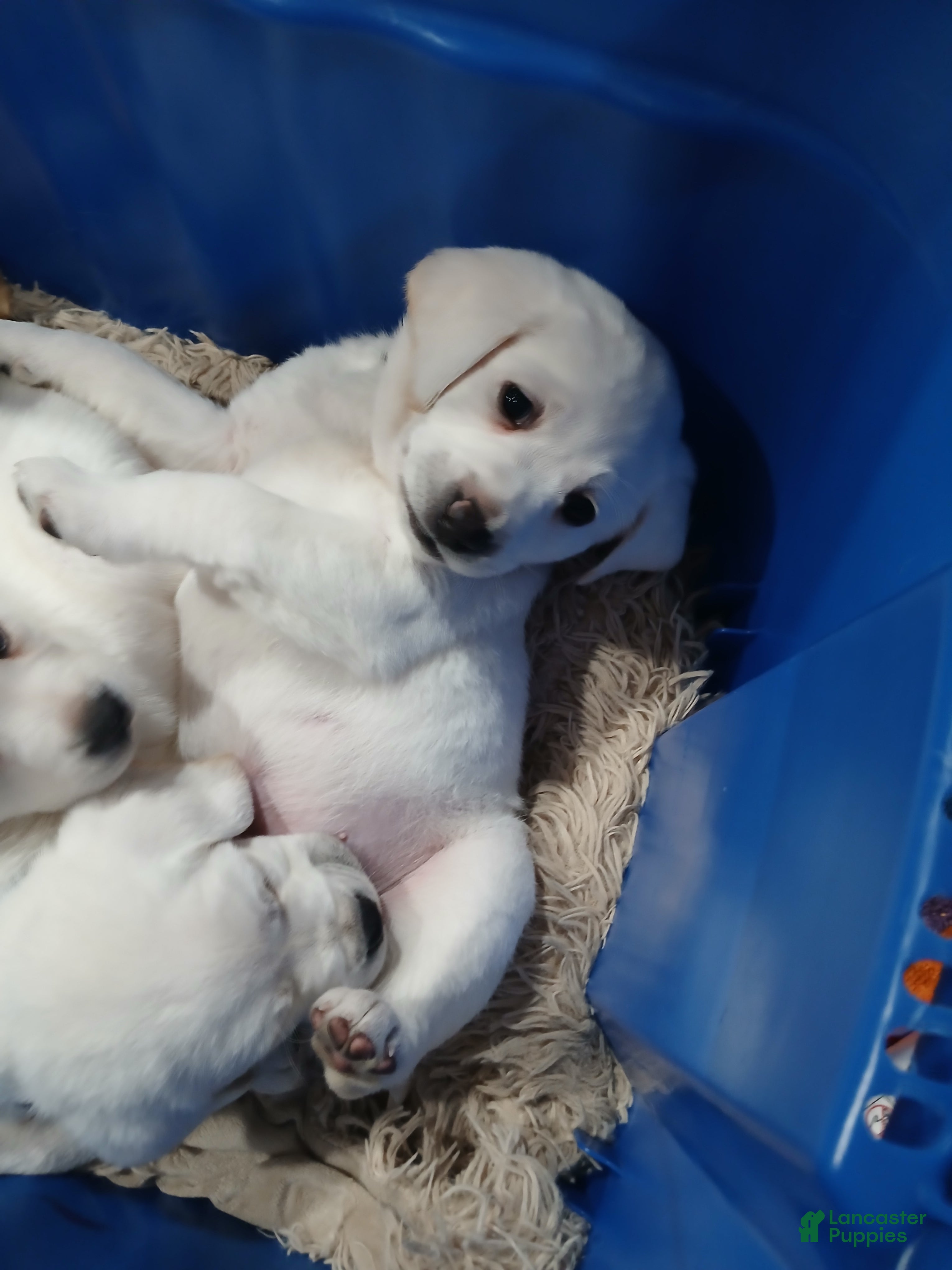 Labrador Retriever dogs Jaxson - Ad 2