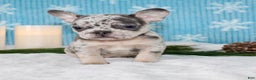 French Bulldog dogs for sale: Olivia - Ad 4