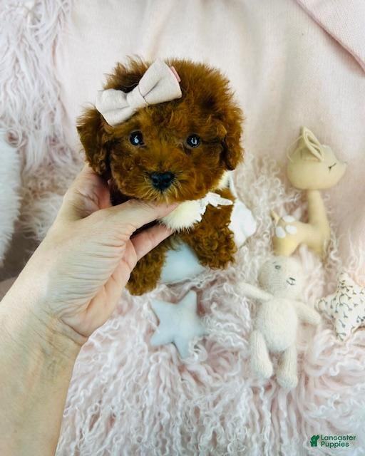 Cavapoo dogs Cavapoo Puppy 1 - Ad 15