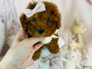 Cavapoo dogs Cavapoo Puppy 1 - Ad 42