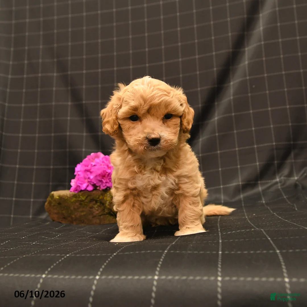 Maltipoo dogs for sale: Huck - Ad 2