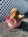 Goldendoodle Female - Dark Pink