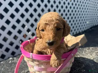 Goldendoodle dogs Goldendoodle Female - Dark Pink - Ad 25