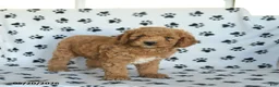 Mini Goldendoodle dogs for sale: Rita - Ad 4