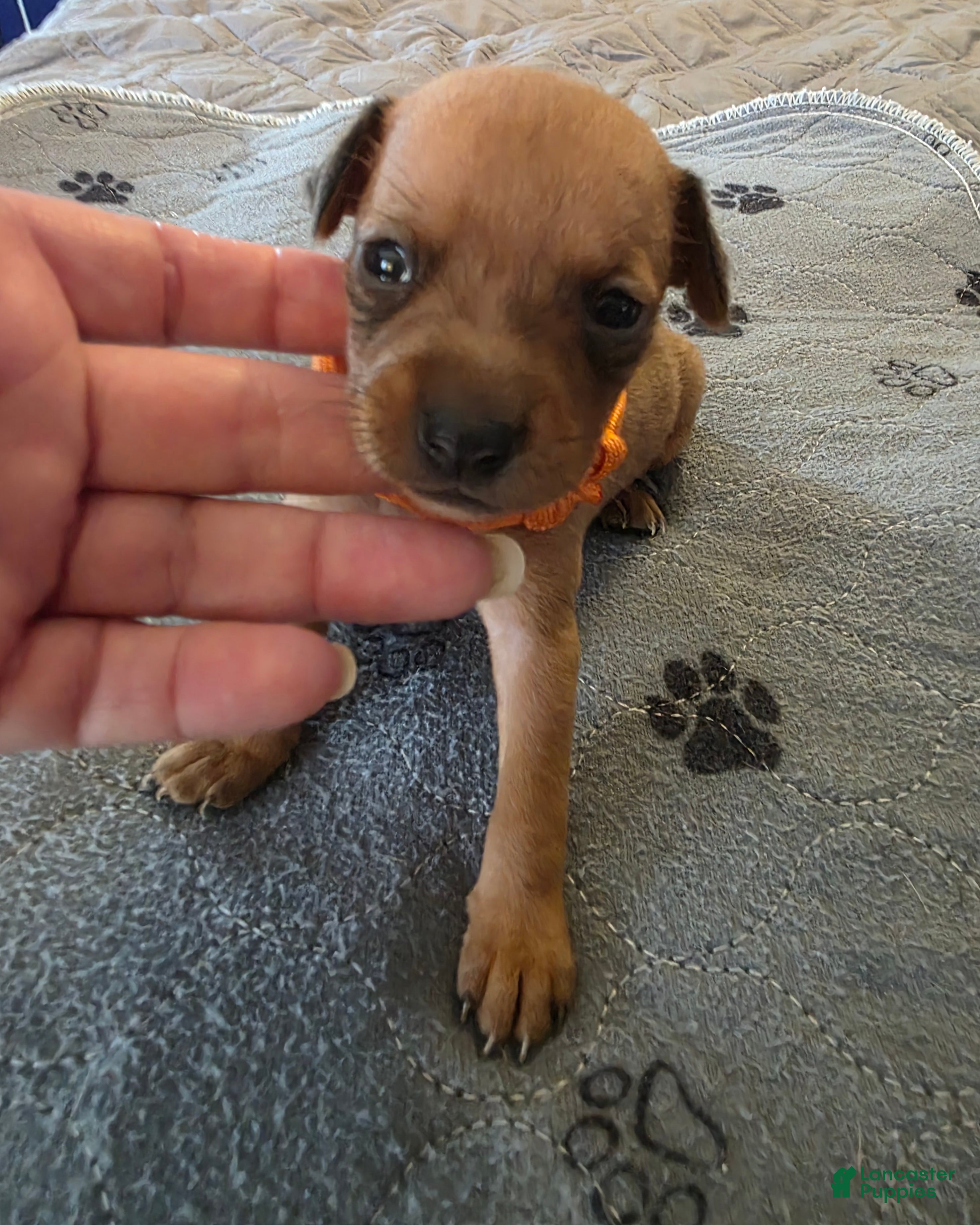 Miniature Pinscher dogs J-orange - Ad 1