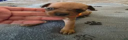 Miniature Pinscher dogs for sale: J-orange - Ad 2