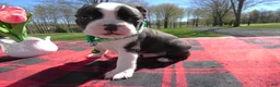 Boston Terrier dogs for sale: Boston Terrier Puppy 3 Marky - Ad 2